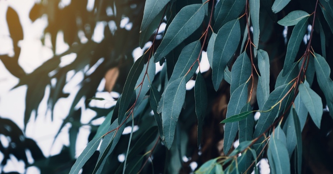 The Psychology of Renewal: How to Reset Your Mind as Winter Ends