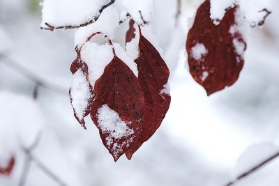 leaves with snow representing the change in seasons and seasonal depression triggers